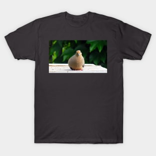 Bird Staring Mourning Dove T-Shirt